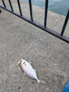 ショゴの釣果