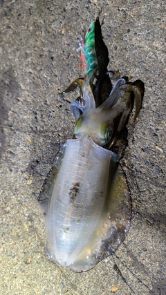 アオリイカの釣果