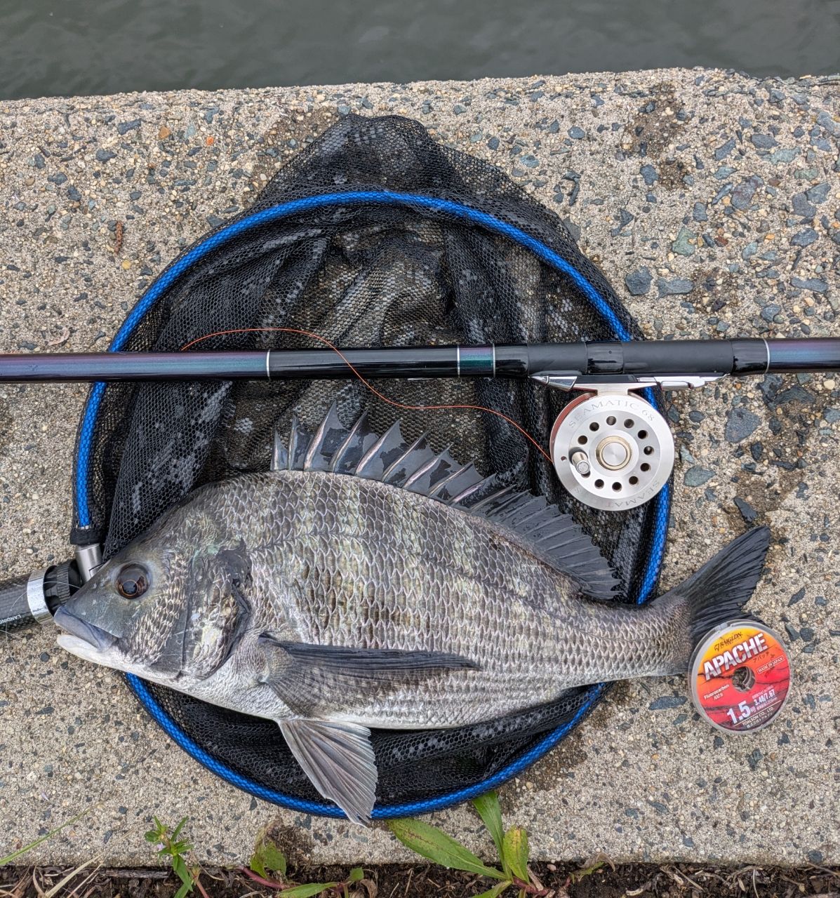 DAIWA 19飛竜 クロダイ MH-53UM・Yの最安値・インプレ・釣果 | 本音の