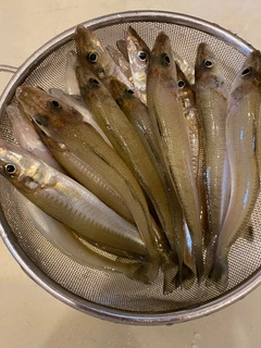 キスの釣果