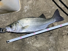 セイゴ（ヒラスズキ）の釣果