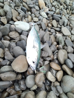 ソウダガツオの釣果