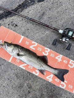 フッコ（マルスズキ）の釣果