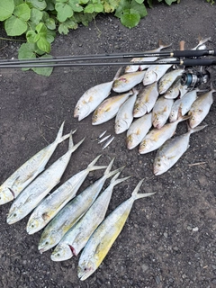 ショゴの釣果