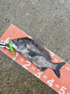 チヌの釣果