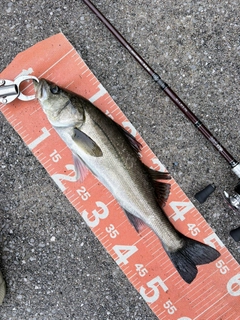フッコ（マルスズキ）の釣果
