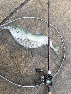 ハマチの釣果