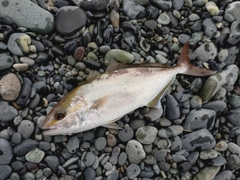 ショゴの釣果