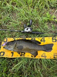 スモールマウスバスの釣果
