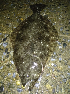 ヒラメの釣果