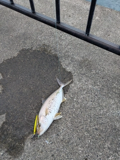 ショゴの釣果
