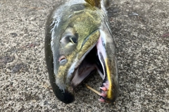 アキアジの釣果