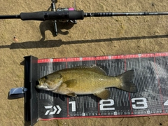 スモールマウスバスの釣果