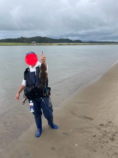 コチの釣果
