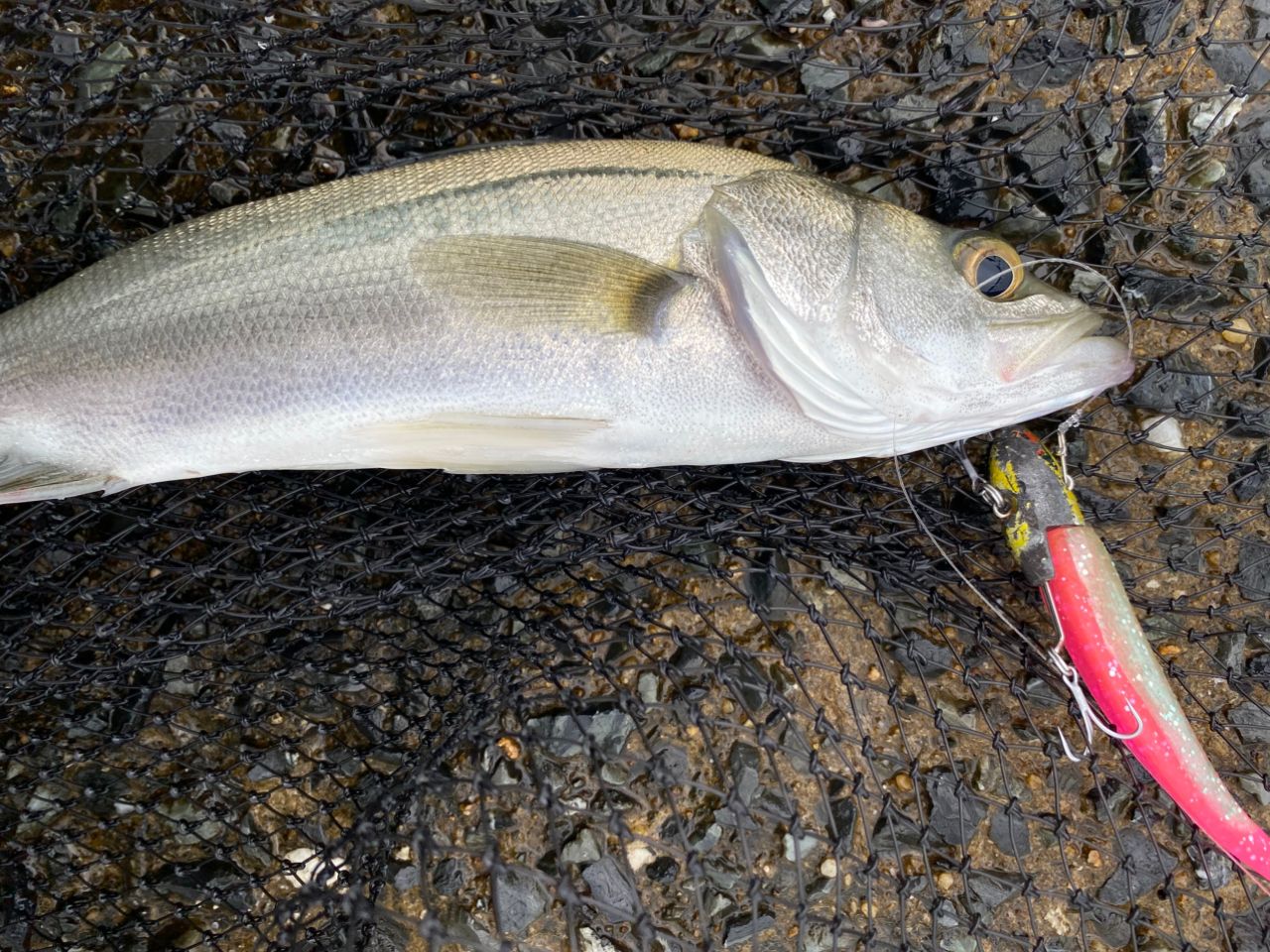 DAIWA 19ラテオ R 90MLの最安値・インプレ・釣果 | 本音の口コミが