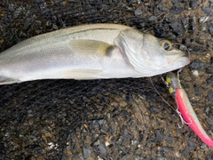 シーバスの釣果