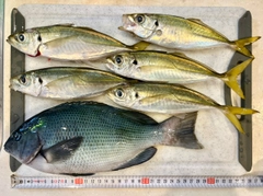 グレの釣果