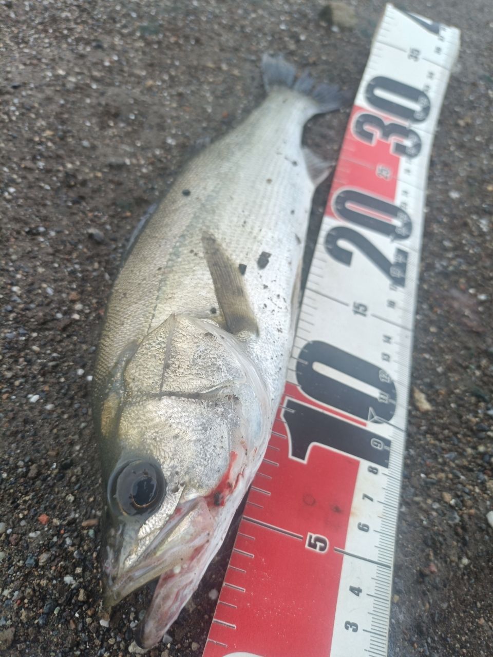 DAIWA 19ラテオ R 100MLの最安値・インプレ・釣果 | 本音の口コミが
