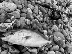 カンパチの釣果
