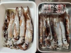 イカの釣果