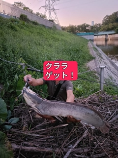 ナマズの釣果