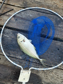 シマアジの釣果