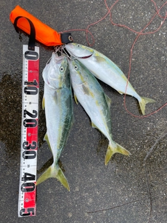 イナダの釣果