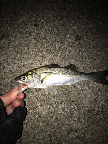 セイゴ（マルスズキ）の釣果