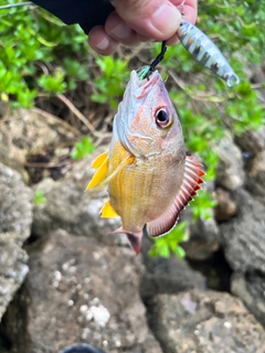 オキフエダイの釣果