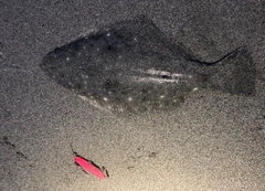 ヒラメの釣果