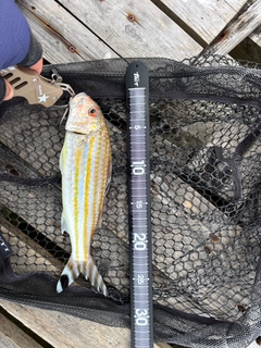 アカヒメジの釣果