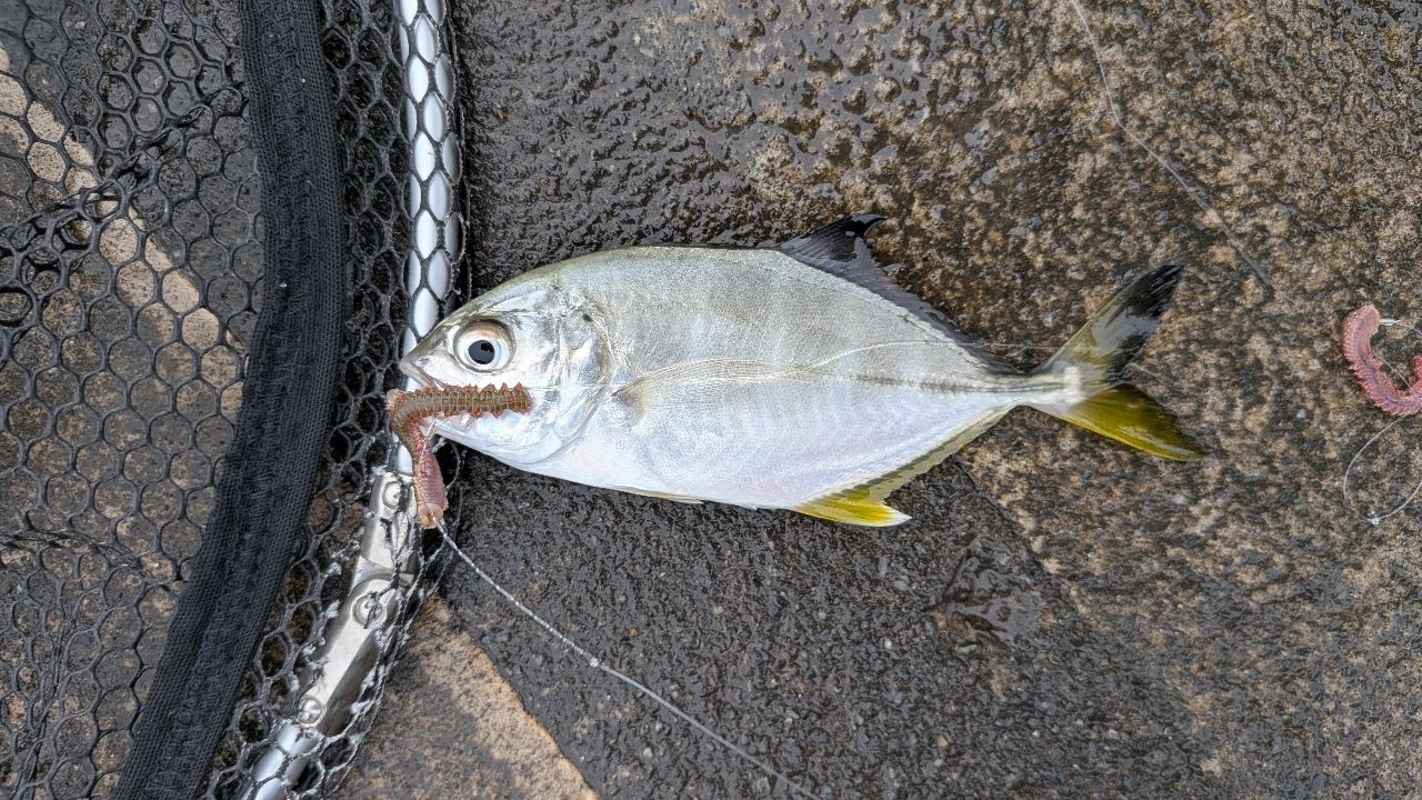 JONYさんの2026年09月27日(日)の釣行(神奈川県 - 相模川河口
