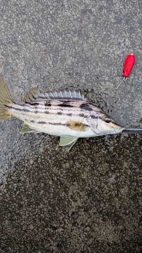 JONYさんの2026年09月27日(日)の釣行(神奈川県 - 相模川河口