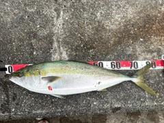 ブリの釣果