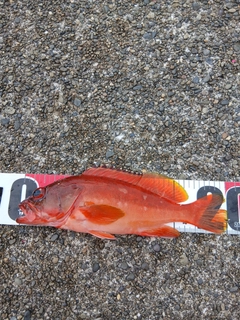 アカハタの釣果