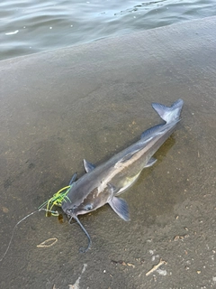 アメリカナマズの釣果