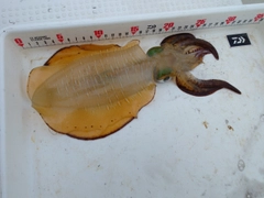 アオリイカの釣果