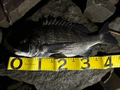 クロダイの釣果