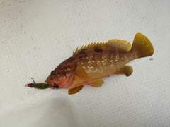 キジハタの釣果