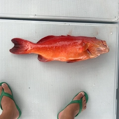 スジアラの釣果