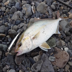 カンパチの釣果
