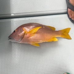 フエダイの釣果
