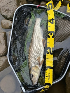ニゴイの釣果