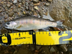 ヤマメの釣果