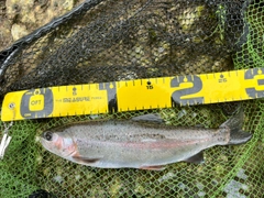 ニジマスの釣果