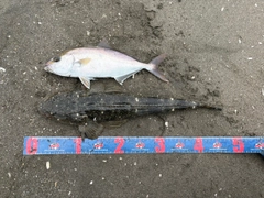 ショゴの釣果