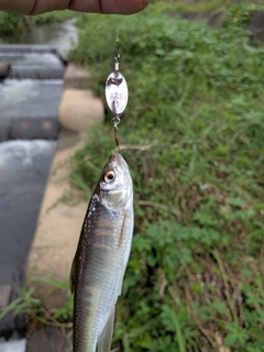 オイカワの釣果