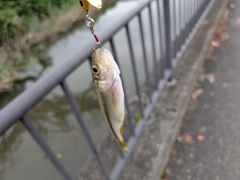 カワムツの釣果