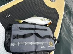 イナダの釣果