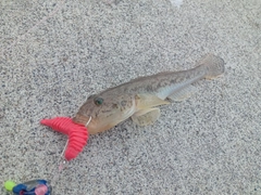 ハゼの釣果